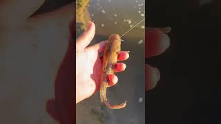 River Flathead fishing catfishing flathead [upl. by Nwahsak664]