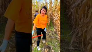 Farmers harvest corn from the field🥰youtubeshorts shorts [upl. by Holleran]