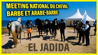 EL Jadida  Meeting National du cheval Barbe et ArabeBarbe [upl. by Enelrae430]