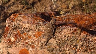 The Great Plains Shorthorned Lizard in Canada [upl. by Hacim88]