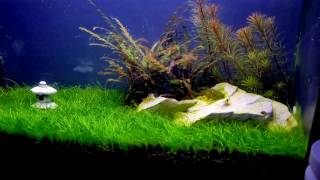 Fluval Spec 5g planted tank [upl. by Hunsinger]