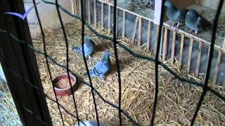 Op De Beeck  Baetens Racing Pigeons Loft  Taubenschlag  Palomar 2014 [upl. by Tolecnal936]