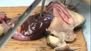 Dissection of a frog exposing its beating heart [upl. by Rialcnis]