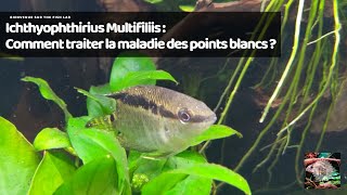 Ichthyophthirius Multifiliis  Comment traiter la maladie des points blancs [upl. by Selinda288]