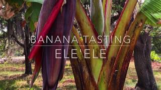 Florida Grown EleEle Hawaiian Black Banana Tasting [upl. by Bullough]