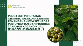 Pemupukan Tanaman Kacang Hijau Phaseolus radiatus L [upl. by Alderson]