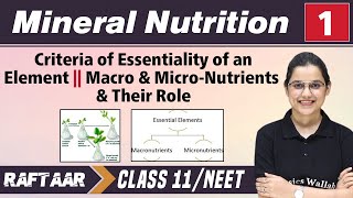 Mineral Nutrition 01  Criteria of Essentiality of an Element  Macro amp Micro Nutrients  Class11 [upl. by Ynahirb958]