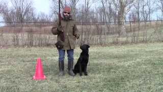 Training Your Labrador Retriever Puppy Part Seven [upl. by Baily45]