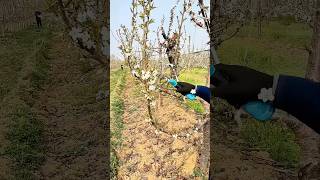 Pruning cherry tree branches process [upl. by Cutty]