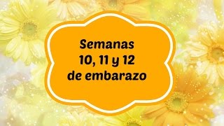 Semanas 10 11 y 12 de embarazo [upl. by Jecho]