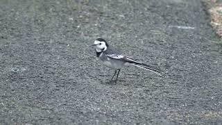 Pied Wagtail on the tarmac [upl. by Harikahs]