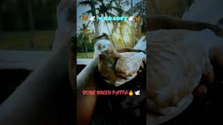 Pura WhatsApp statuskarnapuravellore tamilbirds like share subscribe kabutar [upl. by Leirea865]