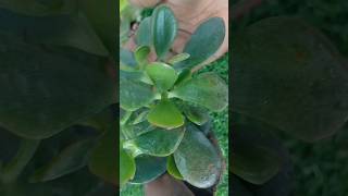 crassula ovata  क्रासुला shorts viral viralvideo luckyplant crassulaovata trending garden [upl. by Annibo]