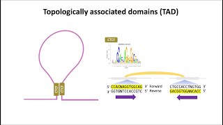 Topological Associated DomainTAD  CTCF의 방향성  후성유전체학 [upl. by Gipson520]