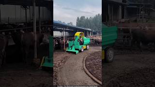 Automated Cow Farm in China Makes MILLIONS Growing Mushrooms 🍄💰 [upl. by Cornell982]