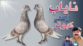 Lakhy Kabootar  Old amp Rare Lakha Breed  Ch Mohsin Nawaz Ghumman Ke Lakhy [upl. by Airpal]