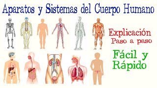 👤Aparatos y Sistemas del Cuerpo Humano  Fácil y Rápido  BIOLOGÍA [upl. by Rahcir]