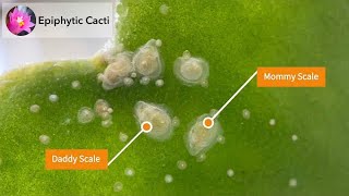 Treating a Disocactus Hybrid Pest  White Scale [upl. by Ossie263]