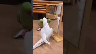 Tropical Birds with Names and Sounds in 4Kshort [upl. by Ado]