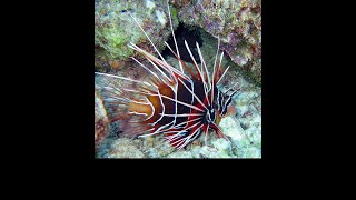 The Lionfish Deadly but Tasty [upl. by Hagen423]