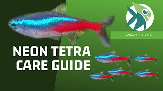 NEON TETRA CARE GUIDE [upl. by Atilemrac910]