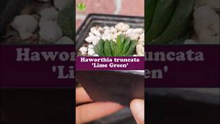 Iluminación para Haworthia truncata Lime Green 😶‍🌫️ [upl. by Selinski]