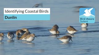 Identifying Coastal Birds dunlins [upl. by Amehr]