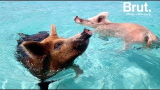 Une île aux Bahamas peuplée de cochons sauvages [upl. by Ennaillij]