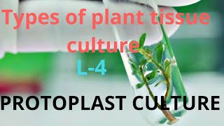 Types of plant tissue culture   Protoplast culture  L4 [upl. by Iren]