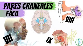 PARES CRANEALES FACIL  PARTE 2  Sistema nervioso Periférico  Neuroanatomía [upl. by Karel90]