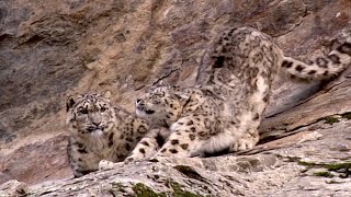 Snow Leopard Cub Learns From Its Mother  Snow Leopard Beyond the Myth  BBC Earth [upl. by Osbert]