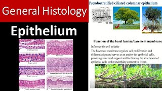 Mastering Epithelial Tissue Your Quick and Complete Overview [upl. by Annenn481]