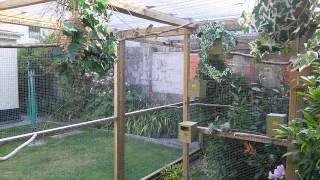 Finch summer aviary Devon England [upl. by Retsim]