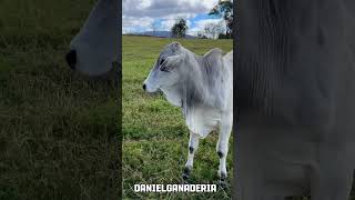 Terneros Nelore puros 🐮 levantados en potrero 🌱🇧🇷 [upl. by Doniv]