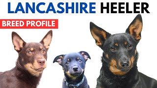 Lancashire Heeler Breed Profile History  Price  Traits  Lancashire Heeler Grooming Needs [upl. by Annuahsal]