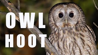 Tawny OWL call at night bird sounds and noises [upl. by Annodahs]