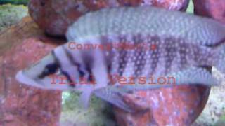 ALTOLAMPROLOGUS CALVUS WHITE CHAÏTIKA F0avi [upl. by Aelram]