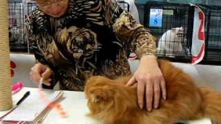 CH BigPurrs FireStarter  Bicolor Persian  TICA Cat Show Ring [upl. by Malachi]