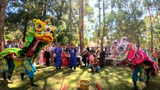 DBQA Lion Dance 1 liondance [upl. by Jemima479]