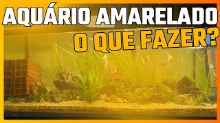 ÁGUA AMARELADA NO AQUÁRIO O QUE FAZER [upl. by Gonzales]