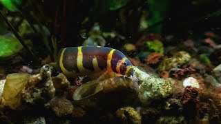 NOODLE Loach hunt their food ft Kribensis Cichlid Planted Community Aquarium [upl. by Vlad929]