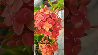 Ixora plant care  ixoraplants plants garden viralsong song gardening [upl. by Ielhsa]