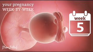 5 Weeks Pregnant  Natural Pregnancy WeekByWeek [upl. by Palila]