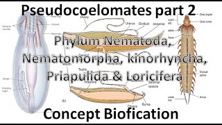 Phylum Nematoda Nematomorpha Kinorhyncha Priapulida and Loricifera UrduHindi [upl. by Naibaf]