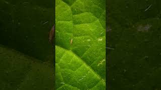 Thrips affected cucumber plants in polyhouse cucumber cucurbitaceae [upl. by Rolph]