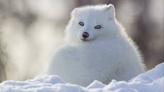 Ghostly Arctic Foxes  Mysterious Facts [upl. by Auoz]