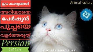 How to care Persian Cat  Malayalam  Animal Factory [upl. by Anayaran]