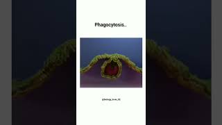 Phagocytosisphagocytosis biology trending trendingshorts ytshorts science [upl. by Rehteh]