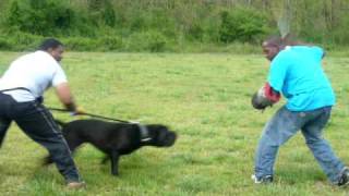 14 month old Cane Corso Training for Schutzhund working of bite targeting and strong full grips [upl. by Okiman945]