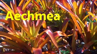 The Plant Traveller AECHMEA blanchetiana bromeliads [upl. by Nmutua968]